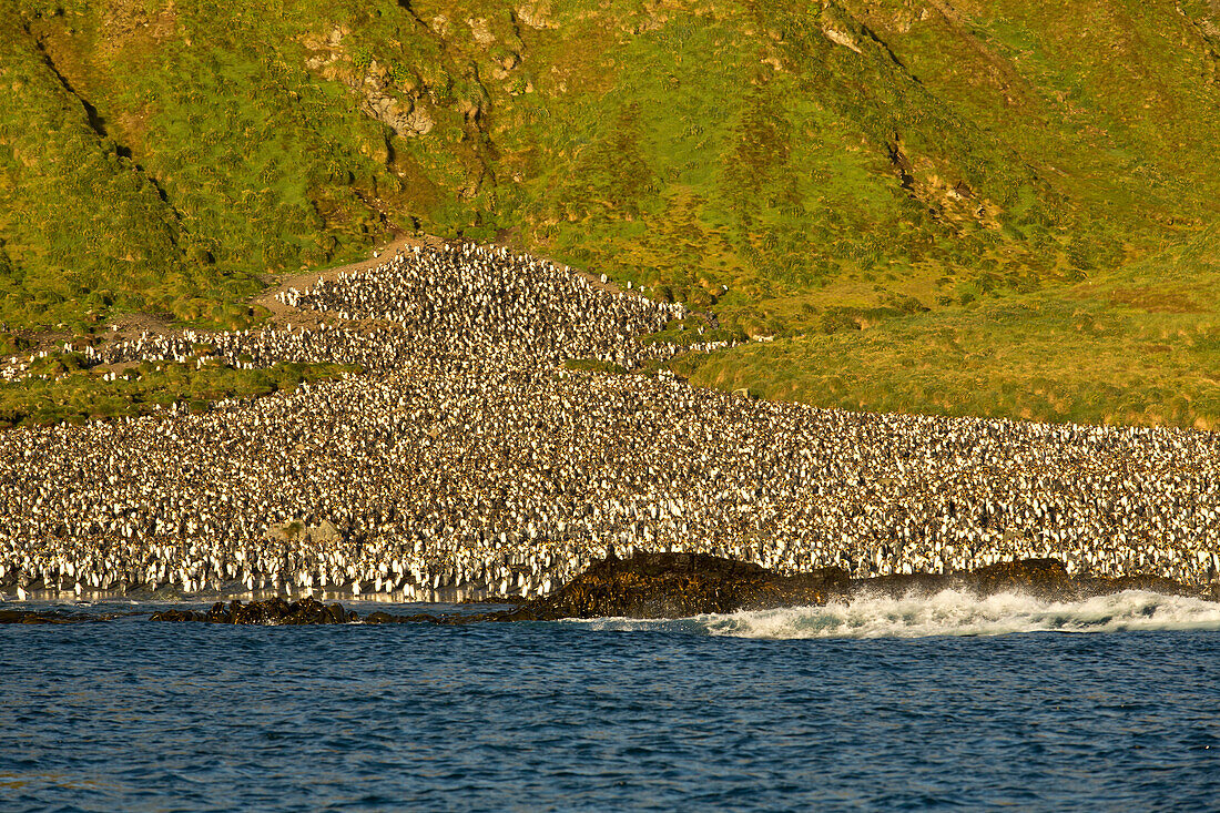 King Penguin (Aptenodytes patagonicus) colony, Macquarie Island, Australia