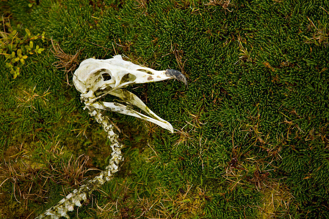 Skeleton skull of a Wandering Albatross (Diomedea exulans), Enderby Island, Auckland Island, New Zealand