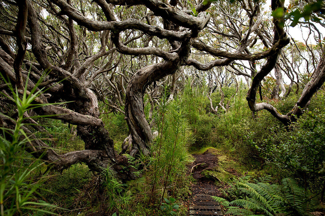 Verwunschener Weg durch den Rata Wald, Enderby Island, Auckland Inseln, Neuseeland