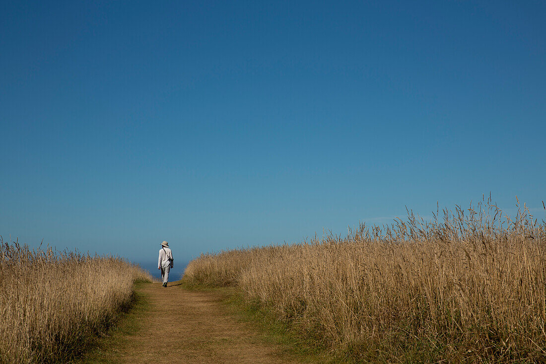 Ein Mann mit Sonnenhut läuft entlang mit hohen Gräsern gesäumten Wanderweg Peninsula Walkway, nahe Kaikoura, Canterbury, Südinsel, Neuseeland
