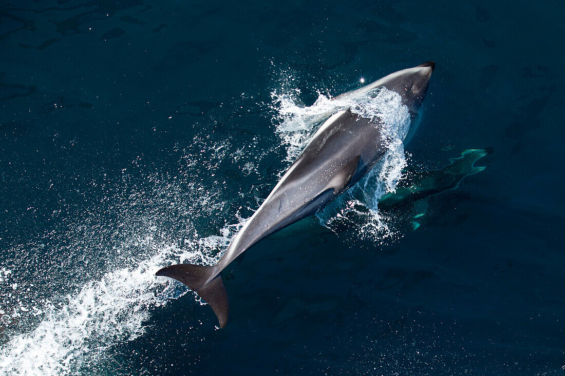 Delfine im Meer der South Bay vom Wanderweg Peninsula Walkway gesehen, nahe Kaikoura, Canterbury, Südinsel, Neuseeland