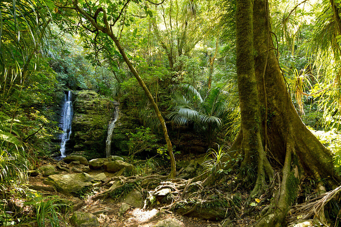 Darby's Falls waterfall near Ship Cove, Outer Queen Charlotte Sound, Marlborough, South Island, New Zealand