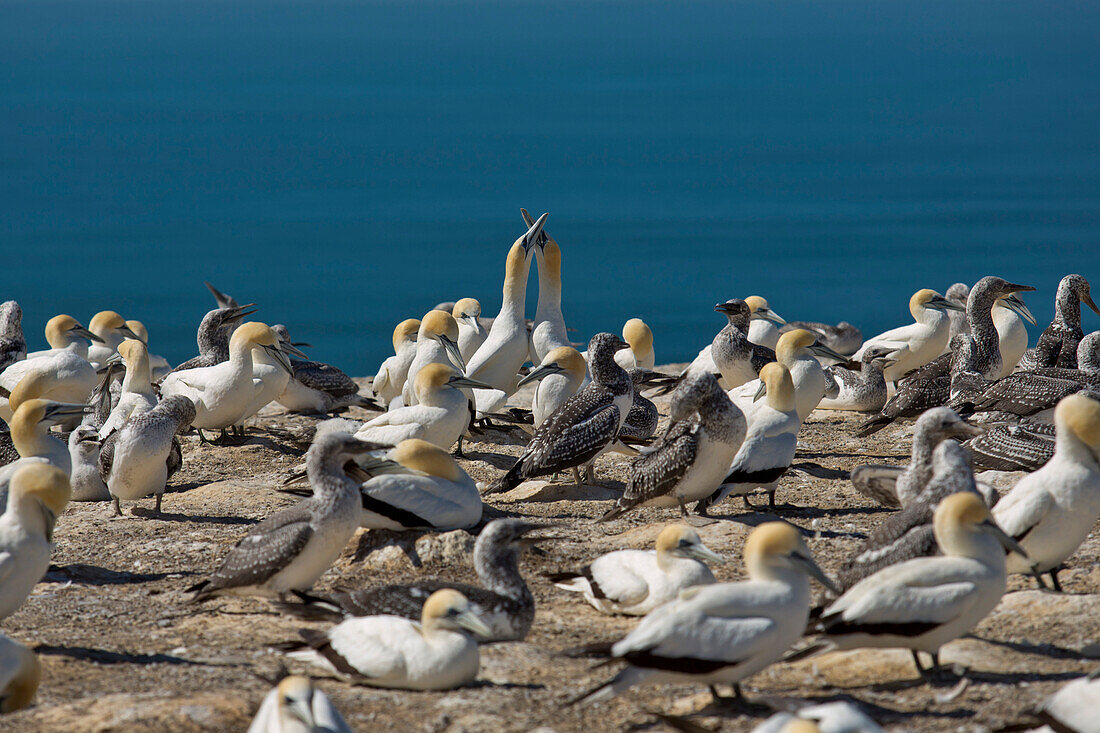 Cape Kidnappers Gannet Colon with Australasian Gannets (Morus serrator), near Napier, Hawke's Bay, North Island, New Zealand