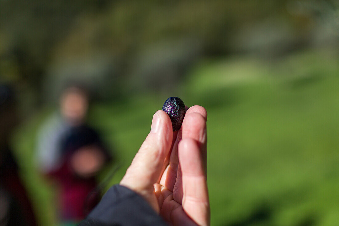 showing an olive with your hand, olive grove, olive harvest  in Tuscany, Italy