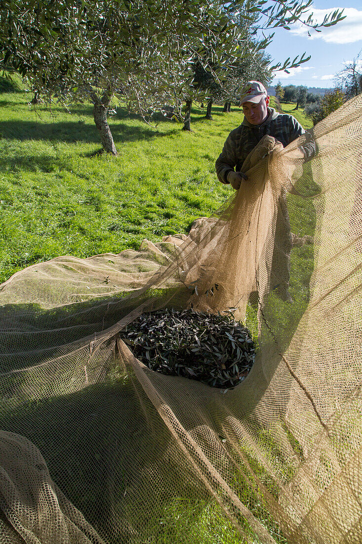 Olivenernte, Olivenhain, Olivenbäume, Netze, abgeschüttelte Oliven, Toskana, Italien