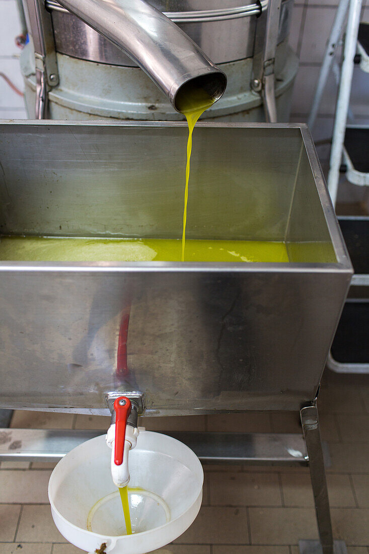 Olivenernte in der Toskana, Ölmühle von Andrea Boschi, extra vergine, kalt gepresstes Olivenöl, Ölmühle, Ölseperator, goldgelbes frisches Olivenöl, Toskana, Italien
