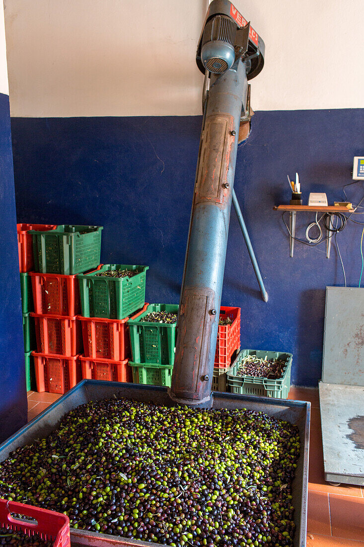 freshly harvested olives, olive oil pressing, oil mill of Andrea Boschi, Tuscany, Italy