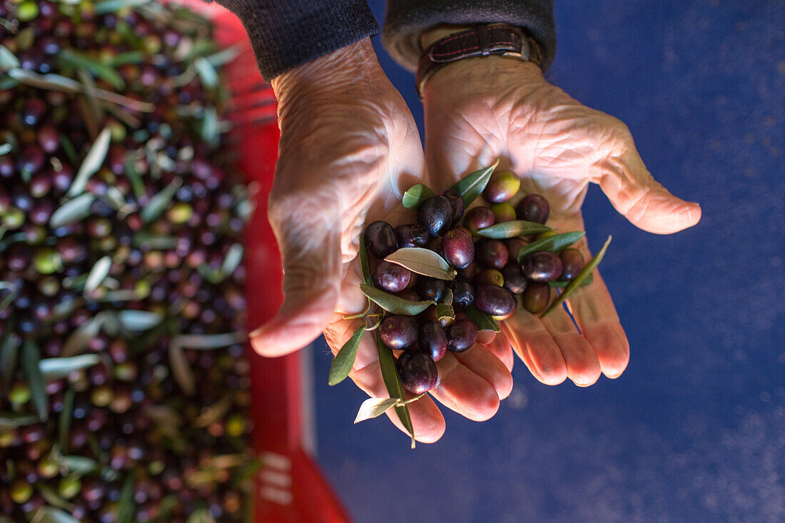 handfull of freshly harvested olives ready for pressing, olive oil pressing, extra vergine, oil mill of Andrea Boschi, tasting the oil on toasted white bread with olive oil and garlic, Tuscany, Italy