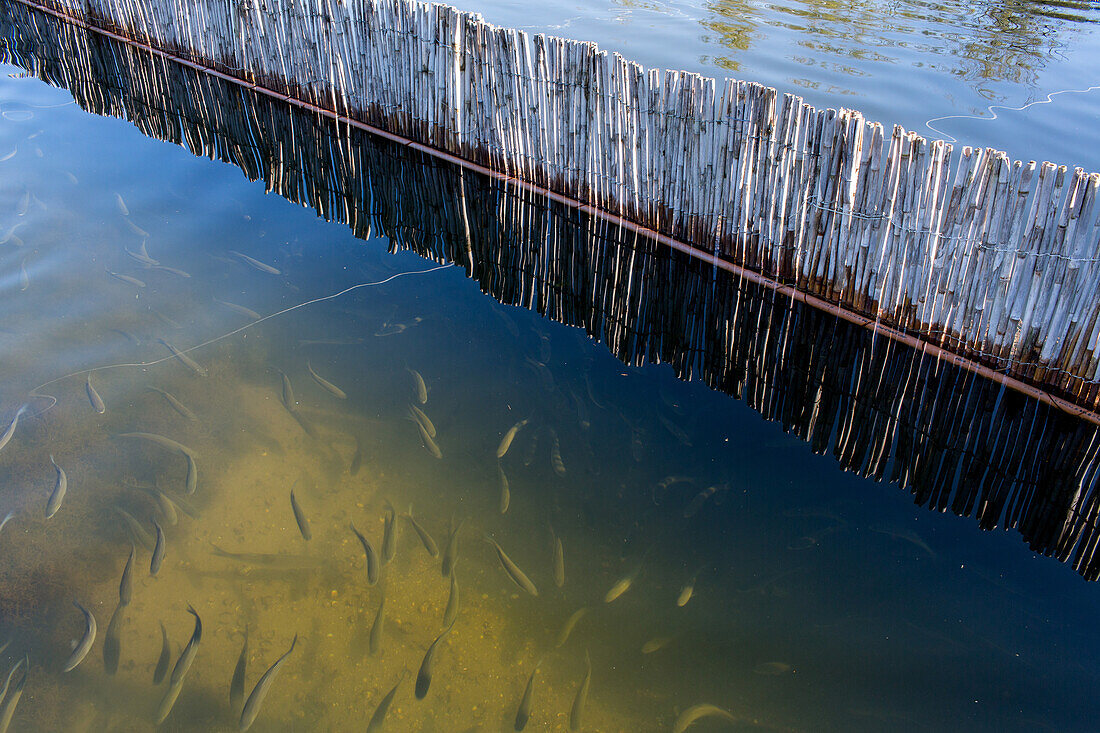 Fischfarm nördlich von Torcello, Lagune von Venedig, Italien