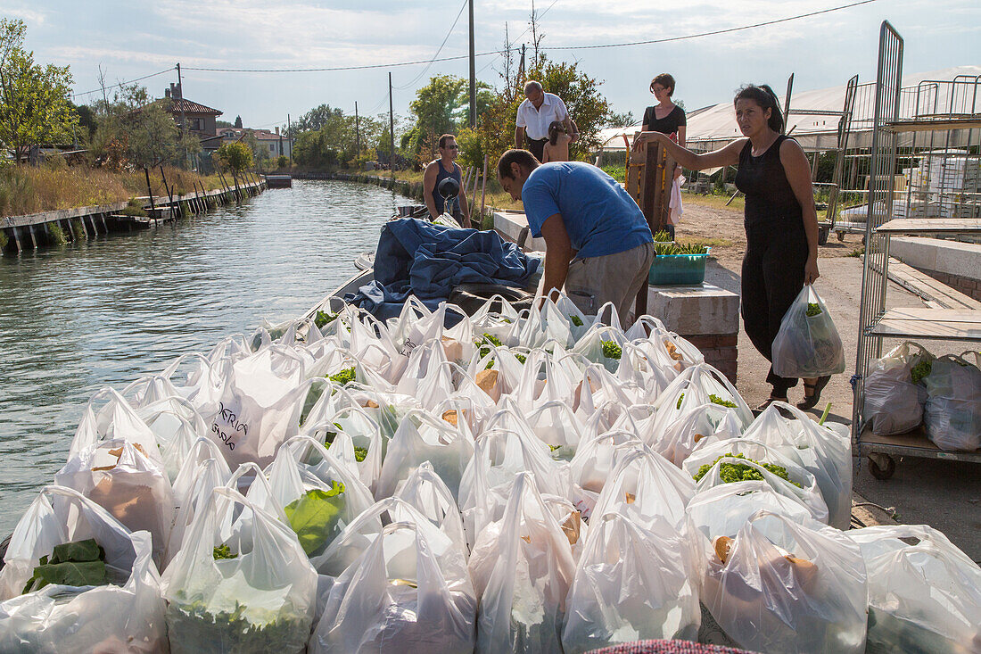 vegetable orders from Sant'Erasmo Island, the plastic bags are loaded for delivery by boat, Venice, lagoon, Italy