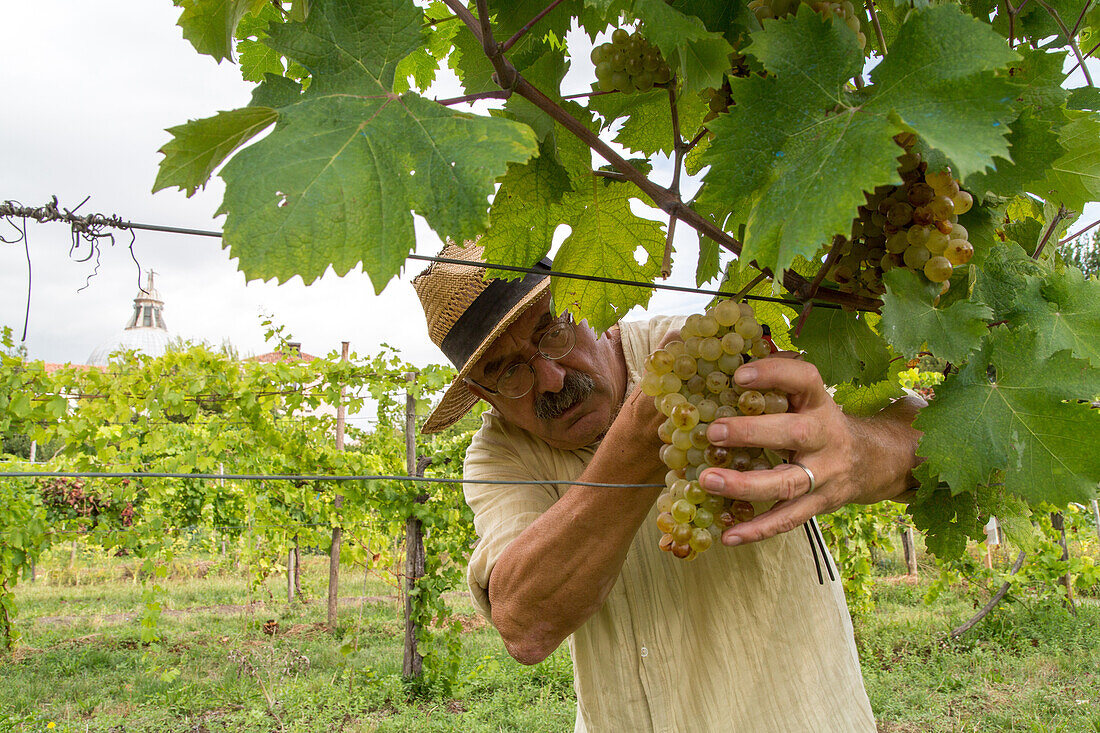 Flavio Francheschet, president of Lagune nel bicchiere, Lagoon in a Glass, recultivating a small overgrown vineyard at the monastery San Michele, lagoon, Venice, Italy