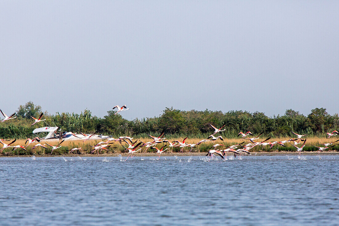 Flamingos werden von einem Motorboot gestört, Vogelschwarm in der nördlichen Lagune bei Torcello, Venedig, Italien
