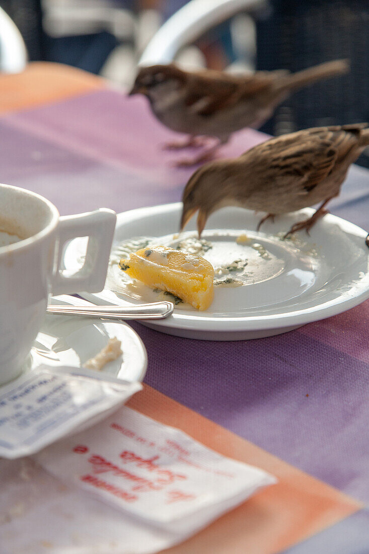 Spatzen auf Kaffeetisch an Teller mit Essensresten, Venedig, Italien