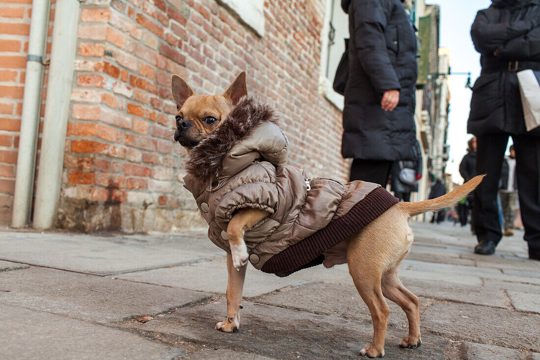 fashionable lap dog, small dog, pet, dog jacket, Venice, Italy