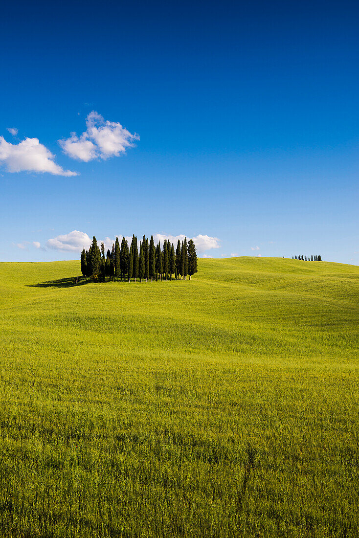 landscape near San Quirico d`Orcia, Val d`Orcia, province of Siena, Tuscany, Italy, UNESCO World Heritage