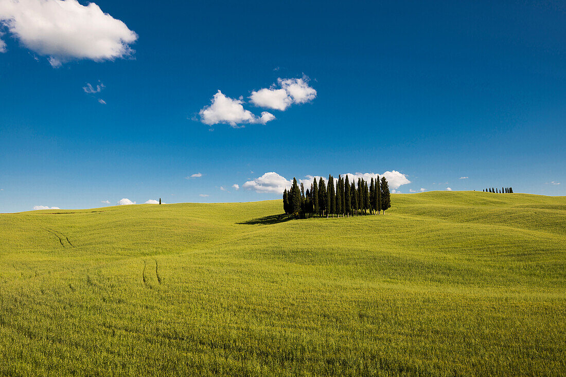 Landschaft bei San Quirico d'Orcia, Val d'Orcia, Provinz Siena, Toskana, Italien, UNESCO Welterbe