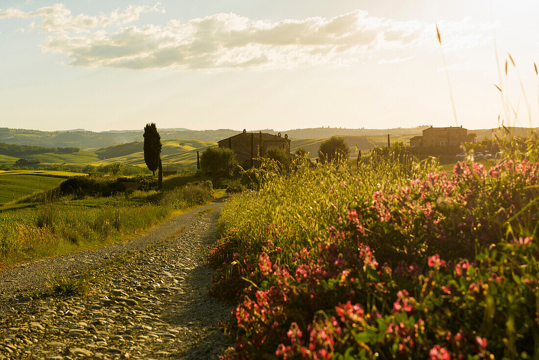 Landschaft bei San Quirico d'Orcia, Val d'Orcia, Provinz Siena, Toskana, Italien, UNESCO Welterbe