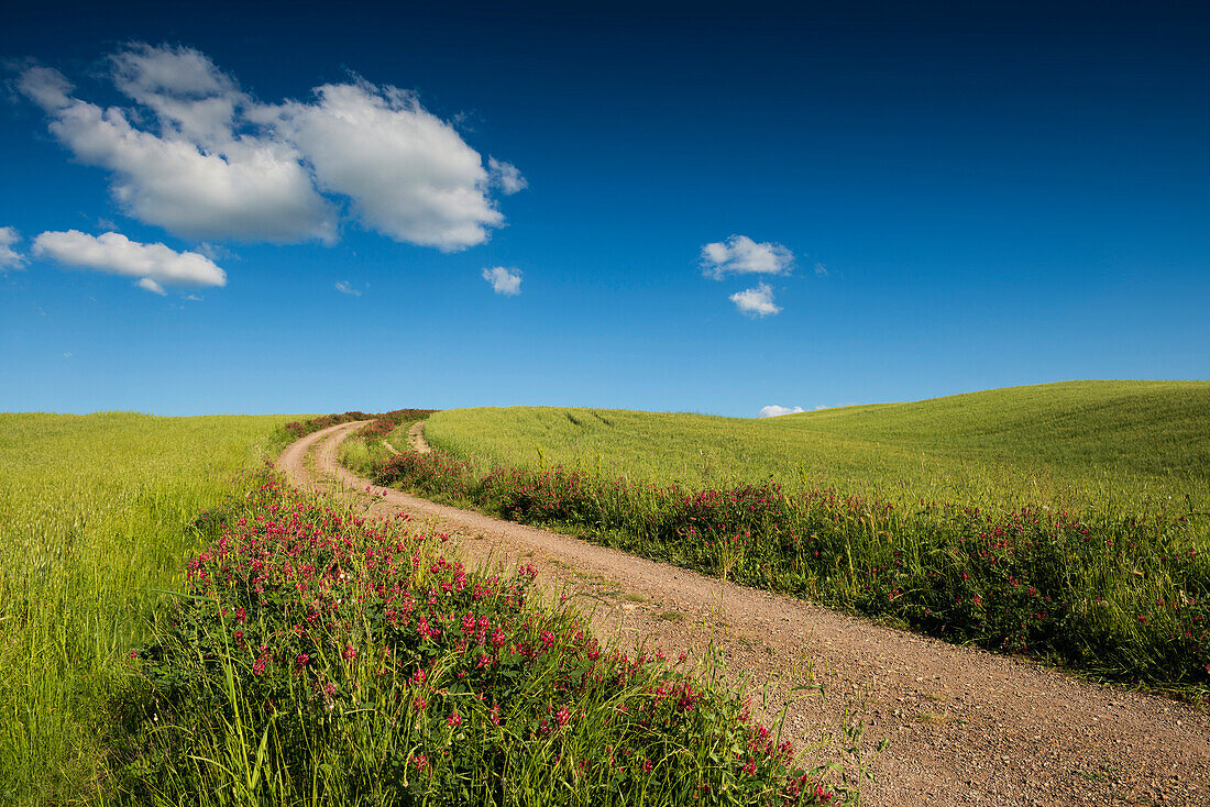 landscape near San Quirico d`Orcia, Val d`Orcia, province of Siena, Tuscany, Italy, UNESCO World Heritage