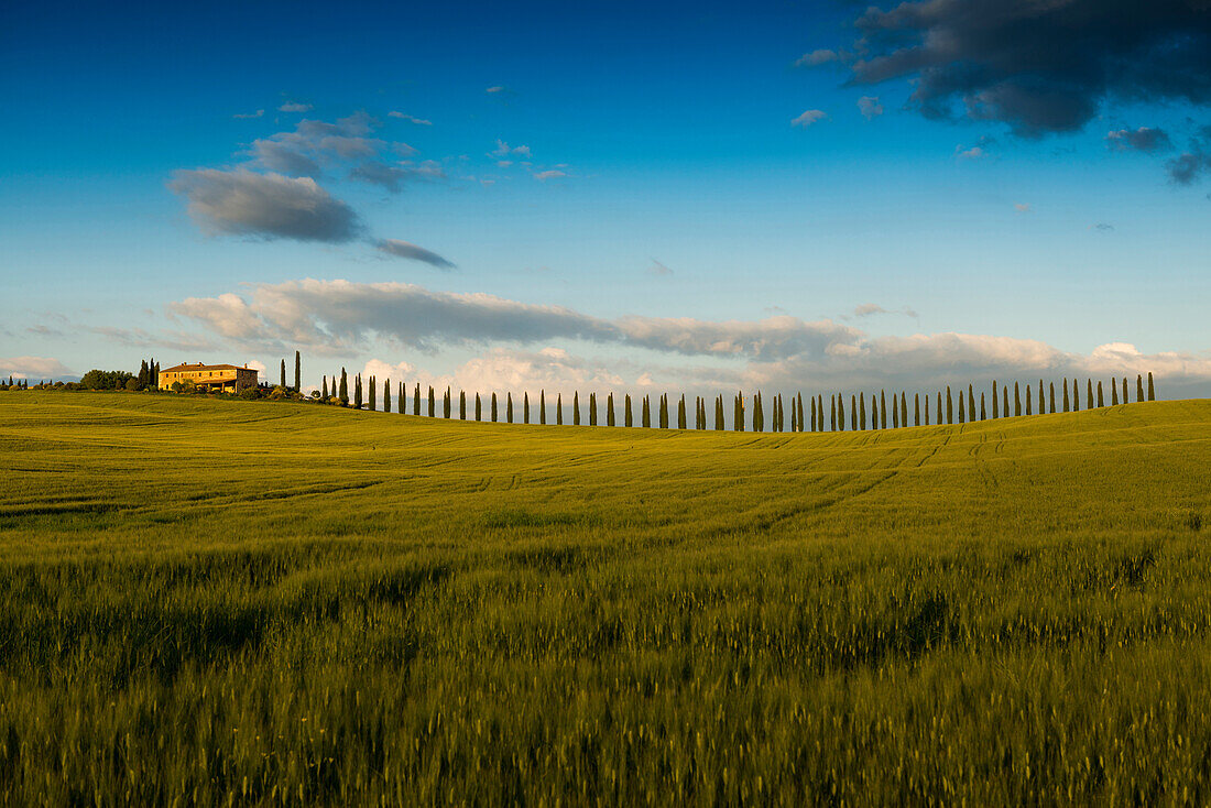 Landschaft bei San Quirico d'Orcia, Val d'Orcia, Provinz Siena, Toskana, Italien, UNESCO Welterbe