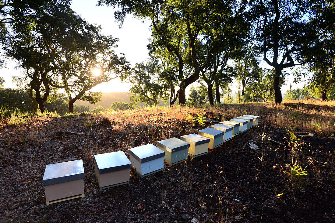 Bienenstöcke in der Serra de Monchique, Algarve, Portugal