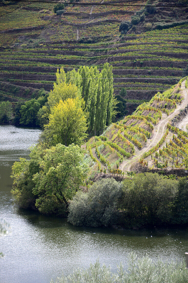 winefields between Peso Regua and Pinhao, Douro valley, Norte, Portugal