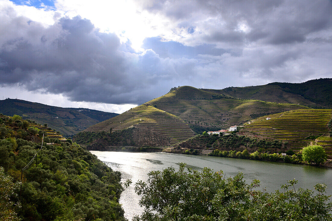 Weinfelder zwischen Peso Regua und Pinhao, Dourotal, Norte, Portugal