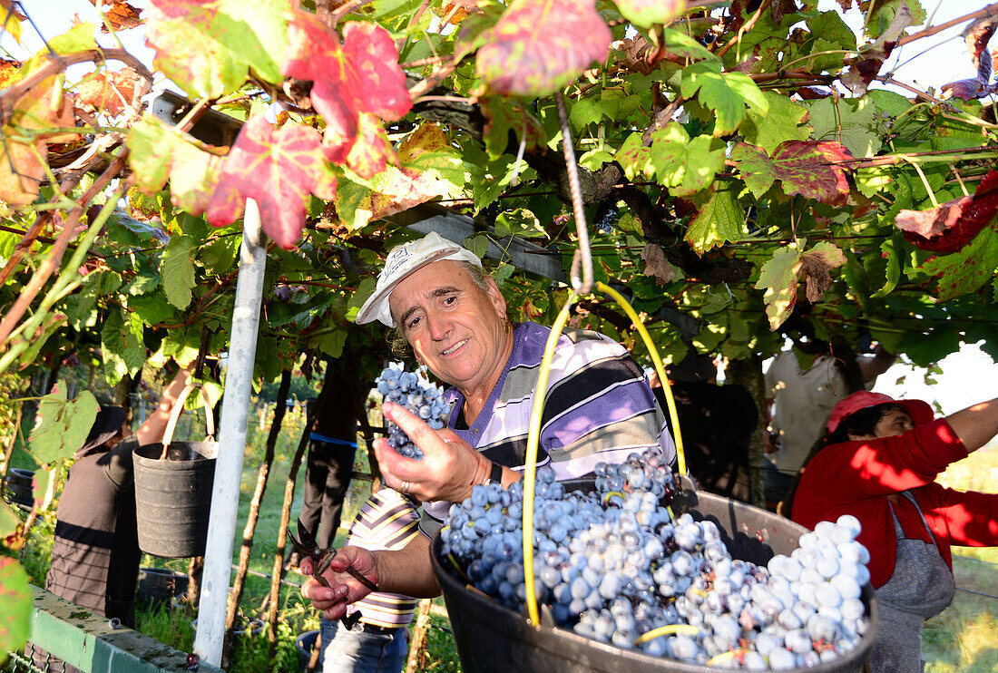 Grape harvest at Rio Lima, Minho, Northwest-Portugal, Portugal