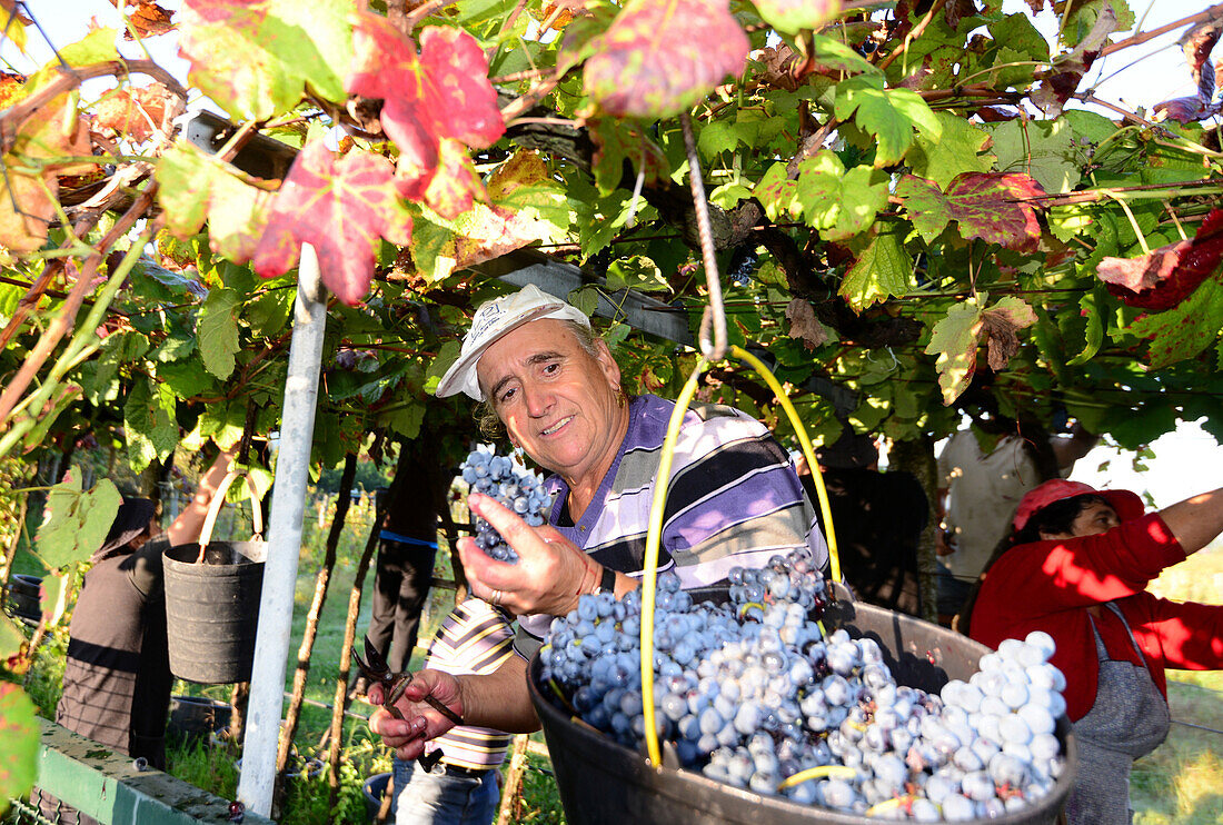 Weinlese am Rio Lima, Minho, Nordwest-Portugal, Portugal