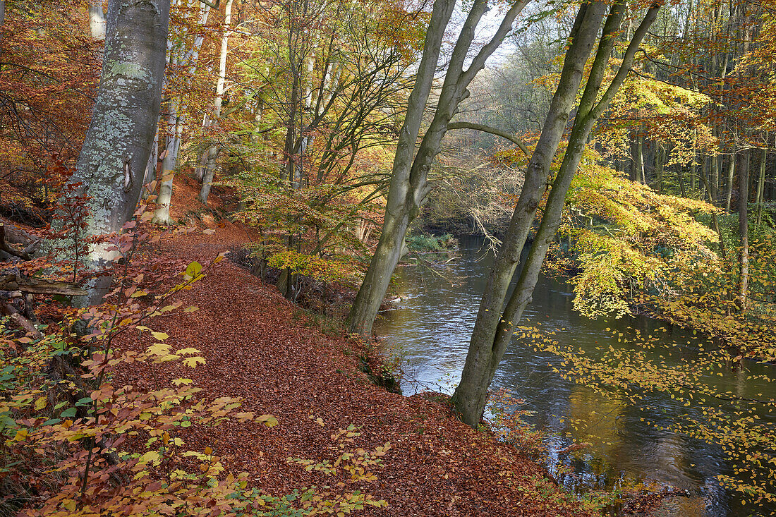 Autumn in Warnow Durchbruchstal near Eickhof, Sternberger Seenland Nature Park, Mecklenburg Vorpommern, Germany