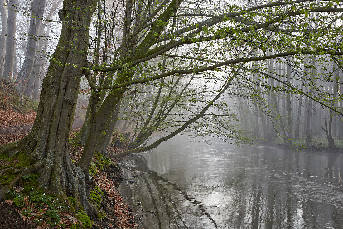 Warnow Durchbruchtal in the mist near Eickhof, Sternberger Seenland Nature Park, Mecklenburg Vorpommern, Germany