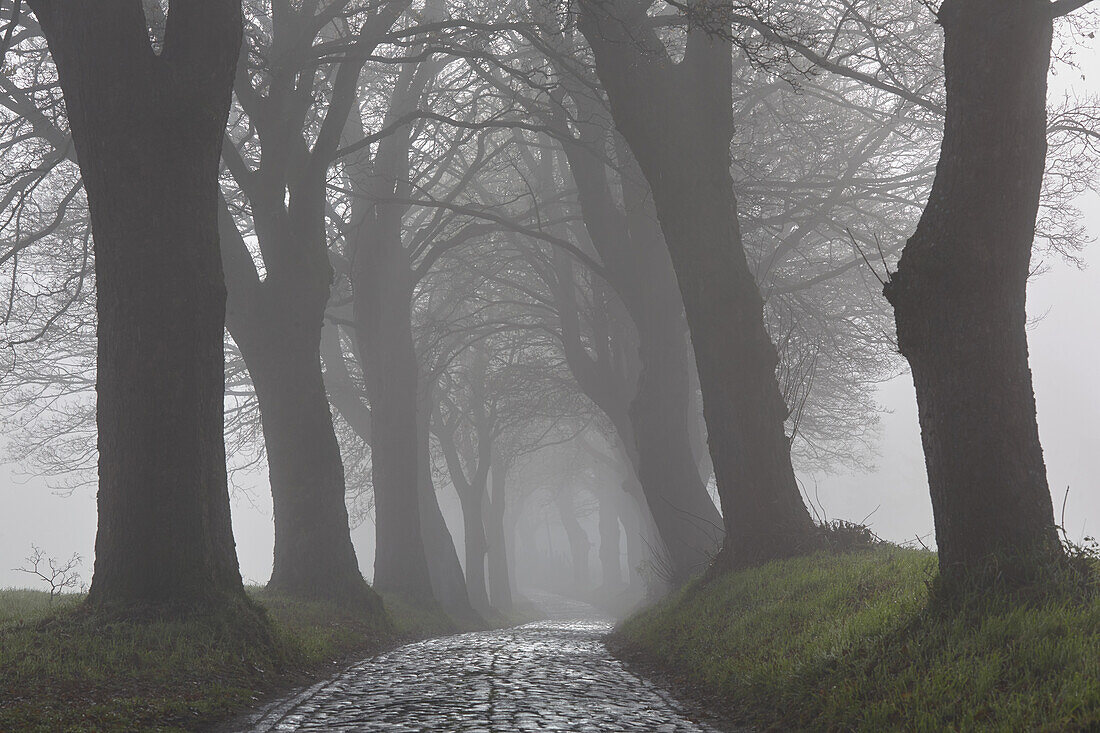 Sycamore Maple in the fog, Bruscow, Mecklenburg Vorpommern, Germany