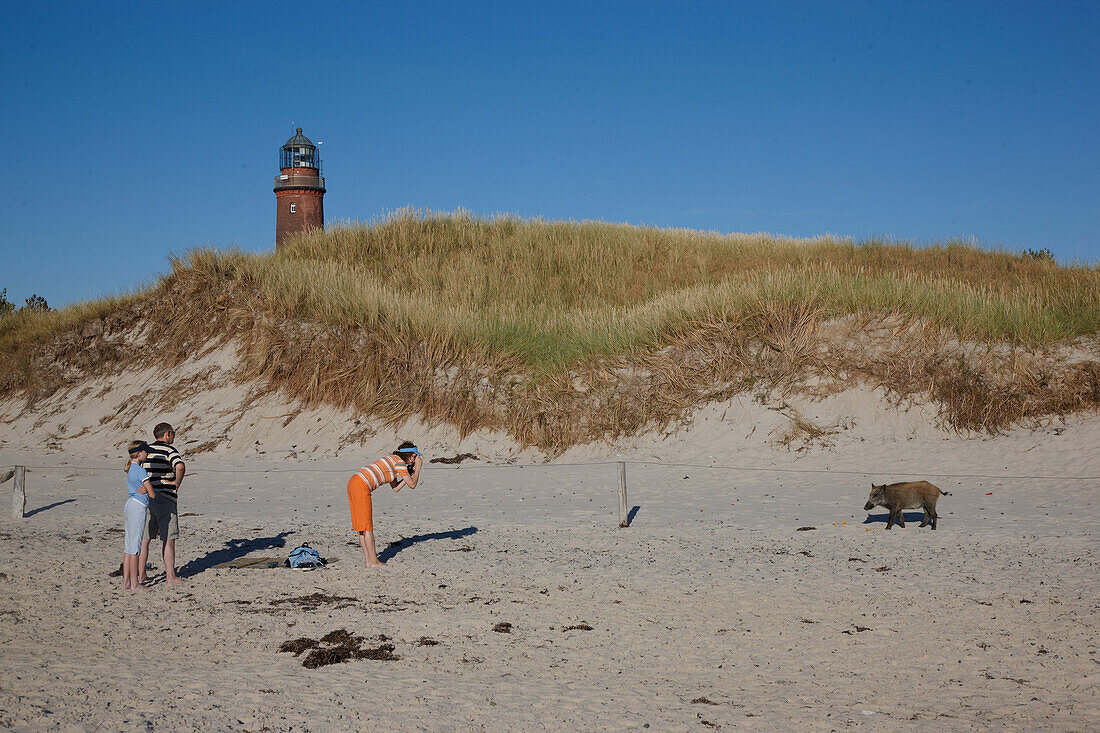 Tourists discover a wild boar on the beach at Darsser Ort, Darss, Western Pomerania Lagoon National Park, Mecklenburg Vorpommern, Germany