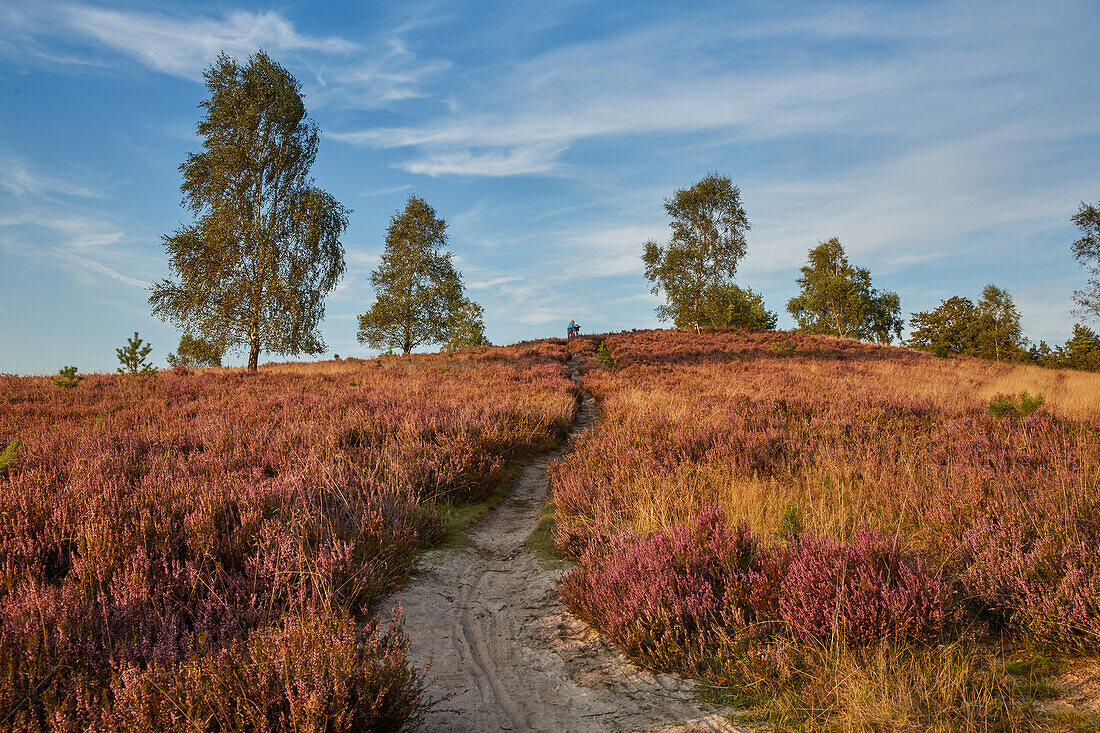 Blossoming heather, Lueneburger Heide, Wilseder Berg, Lower Saxony, Germany