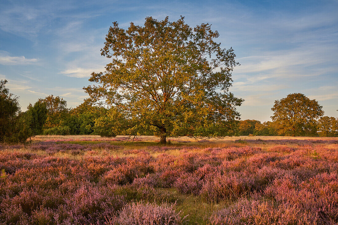 Blossoming heather, Lueneburger Heide, Wilseder Berg, Lower Saxony, Germany