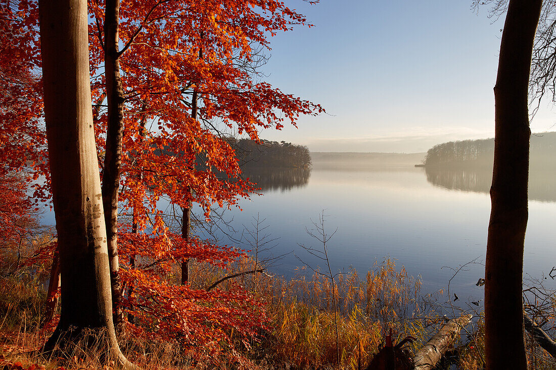 Autumn at lake Pinnower See, Mecklenburgische Seen, Mecklenburg Vorpommern, Germany