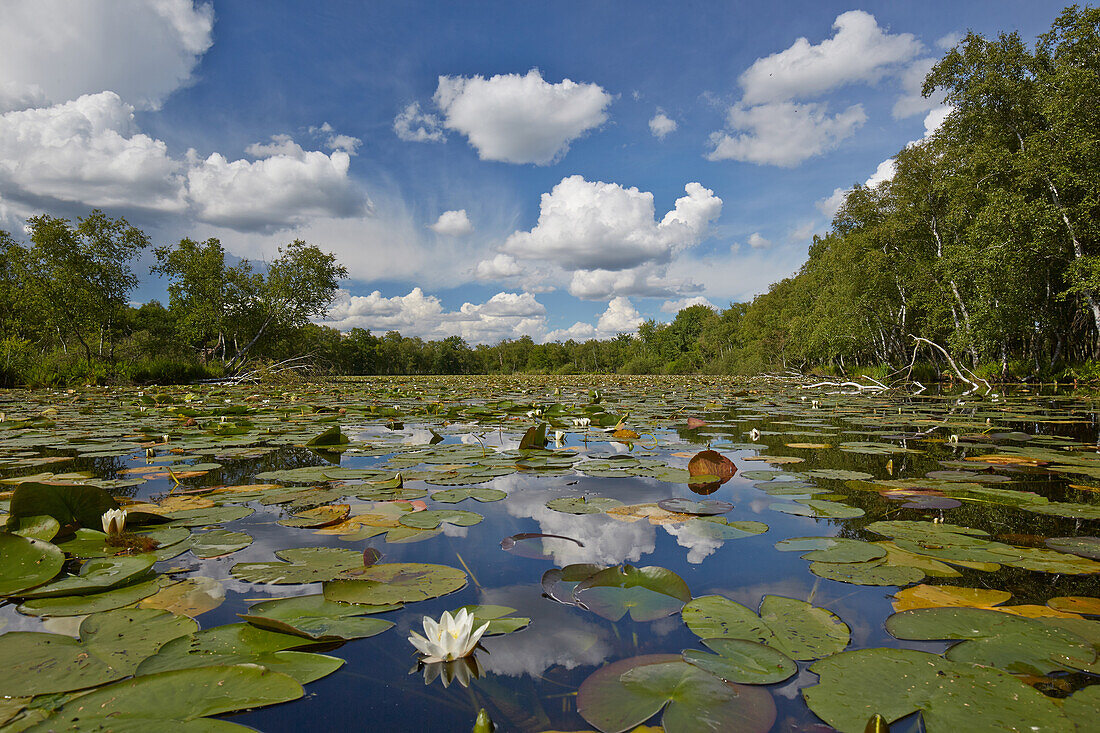 Lilies in Lake Plauer See, Nossentiner Schwinzer Heide Nature Park, Mecklenburg Vorpommern, Germany