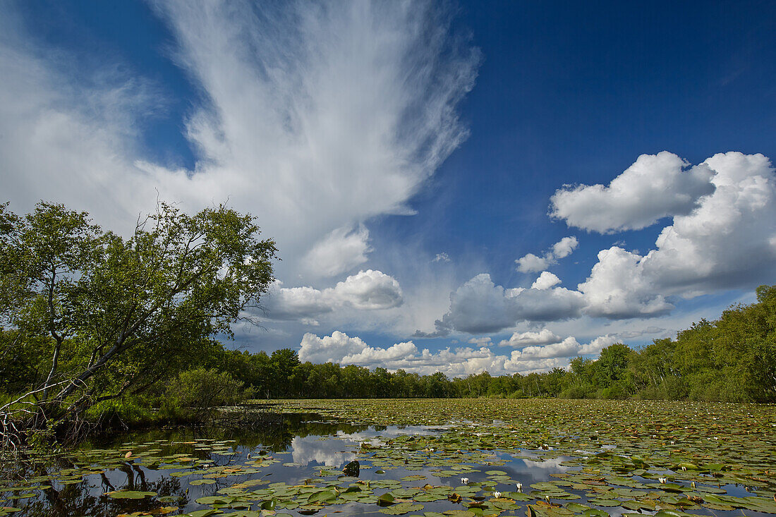 Seerosenblüte im Plauer See, Naturpark Nossentiner-Schwinzer Heide, Mecklenburg Vorpommern, Deutschland