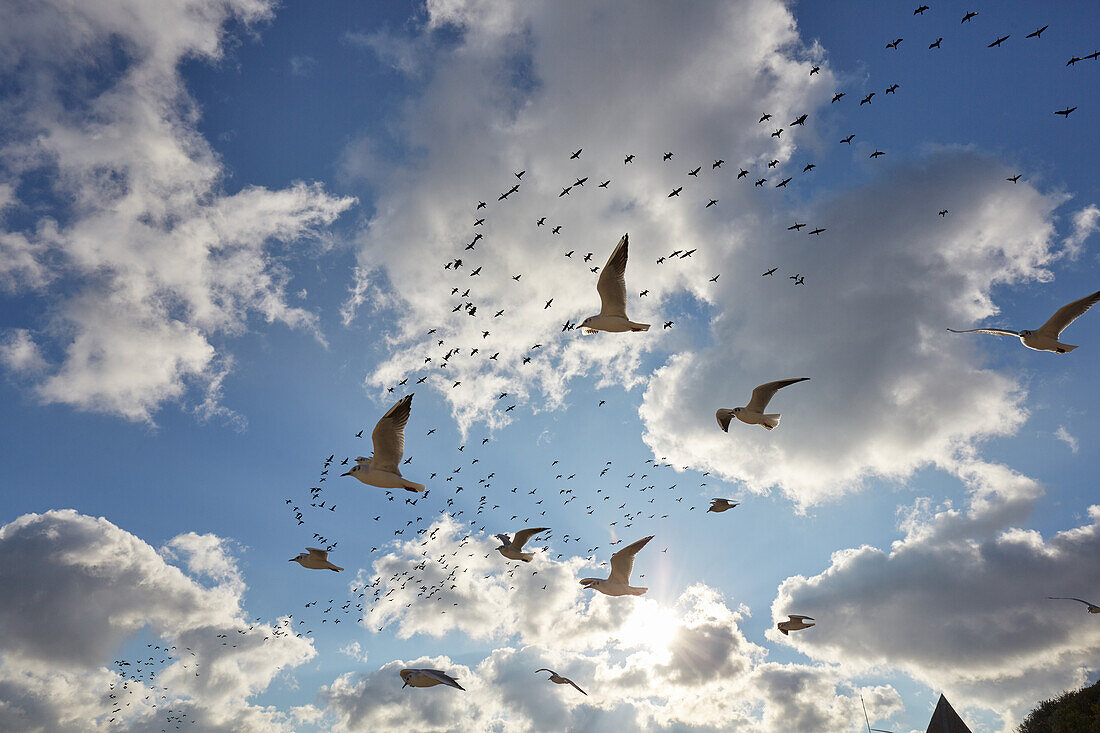 Seagulls at the beach, Koserow, Usedom, Baltic Sea, Mecklenburg Vorpommern, Germany