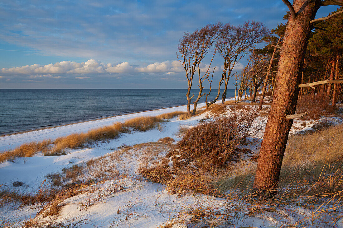 Winter am Weststrand, Darß, Nationalpark Vorpommersche Boddenlandschaft, Ostseeküste, Mecklenburg Vorpommern, Deutschland