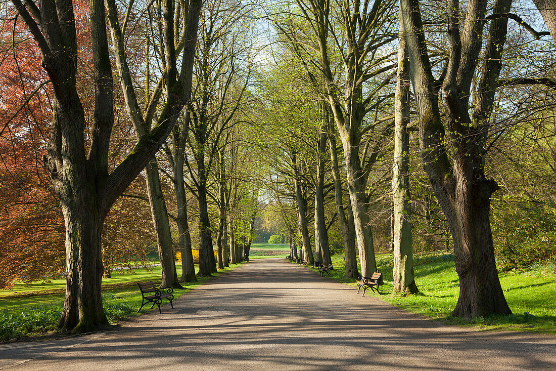 Alley of lime trees, Romberg park, Dortmund, North-Rhine Westphalia, Germany