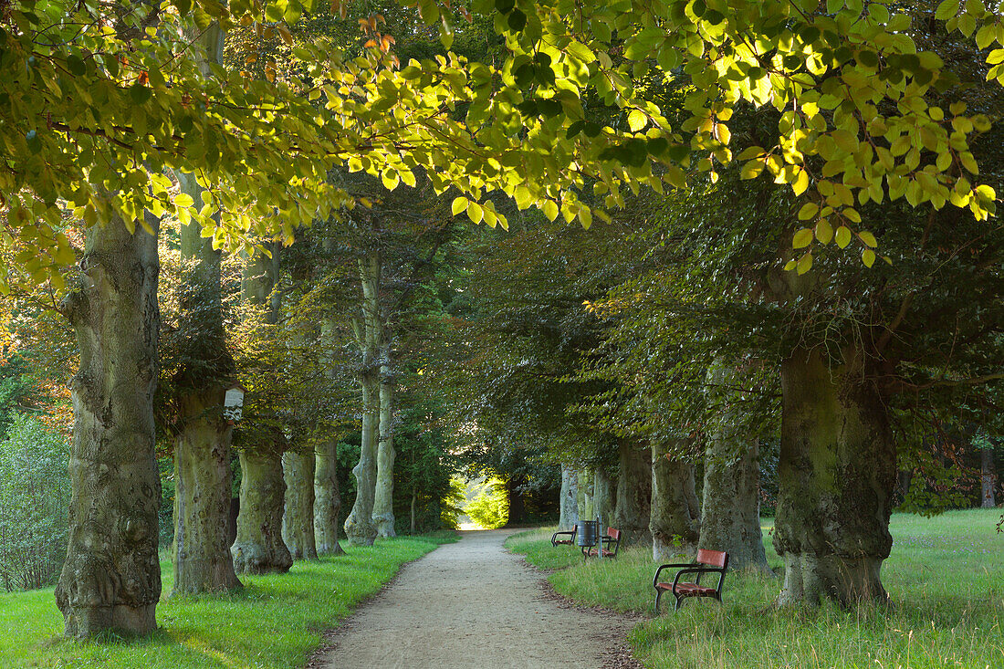 Blutbuchenallee, Machern, Sachsen, Deutschland