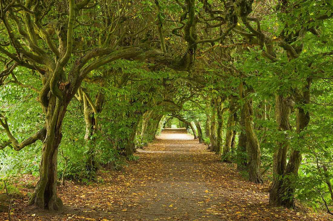 Hornbeam alley, Pulsnitz, Saxony, Germany