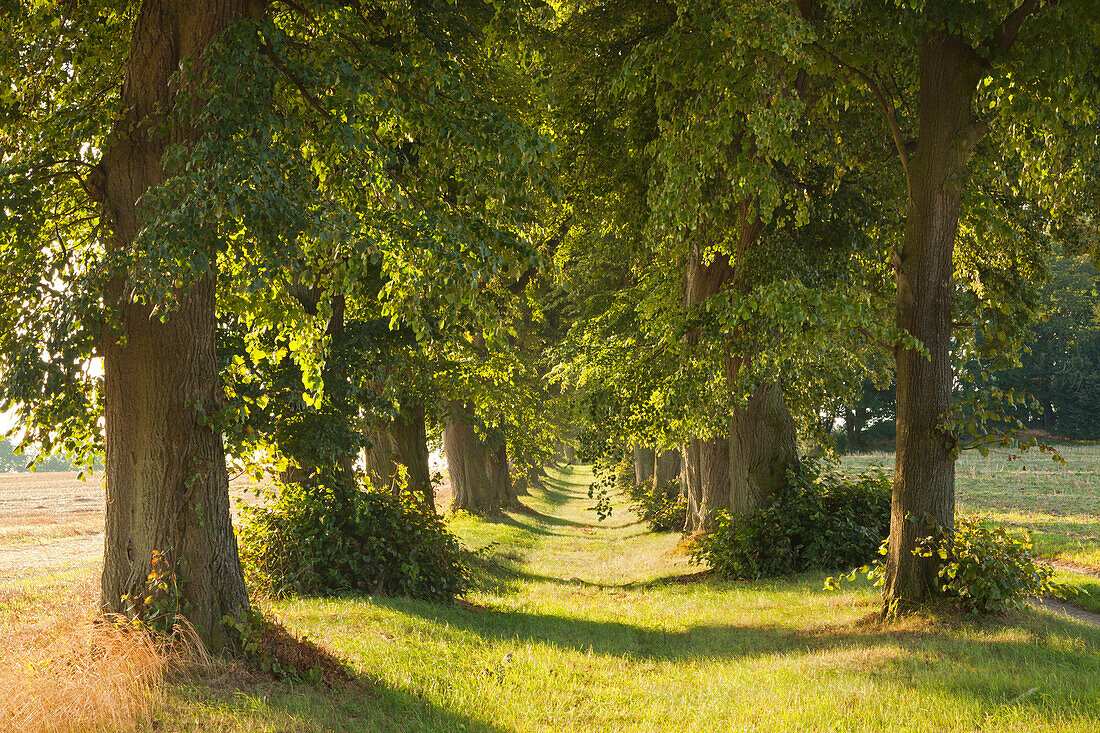 Lime alley, near Malchow, Mecklenburg-Vorpommern, Germany