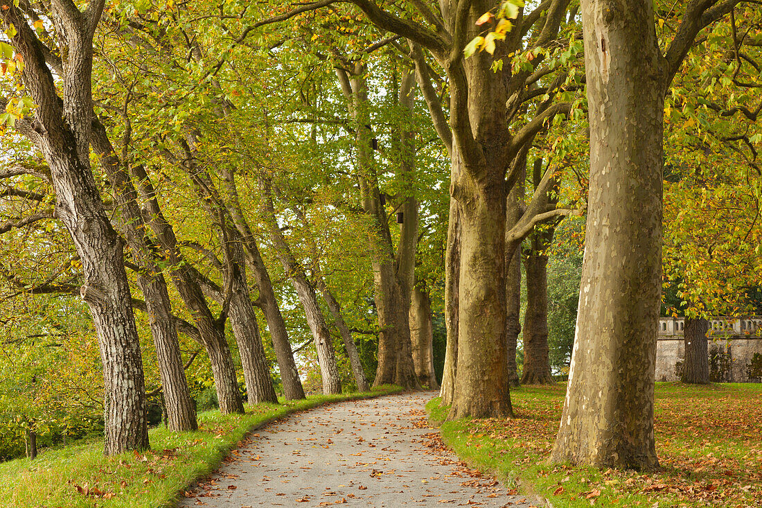 Walnut and Plane alley, Mainau, Baden-Wuerttemberg, Germany