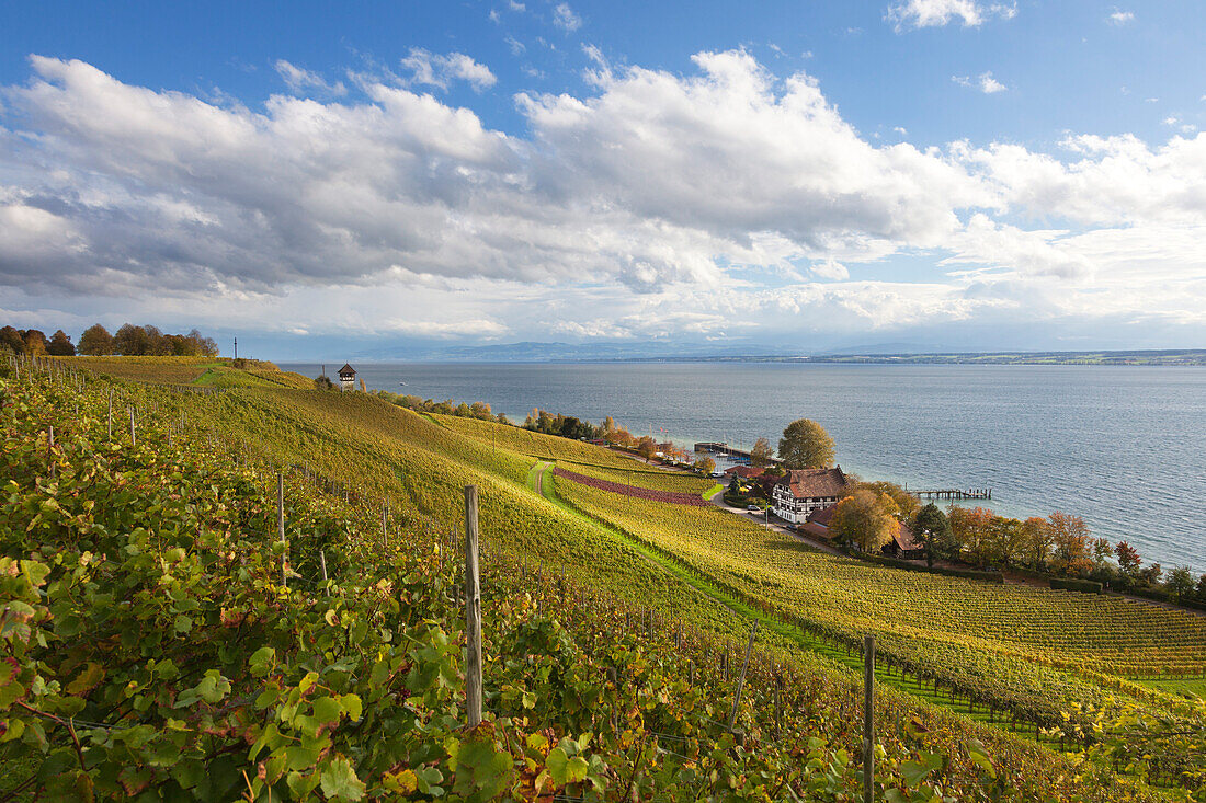 Blick über ein Weingut bei Meersburg auf den See, Bodensee, Baden-Württemberg, Deutschland