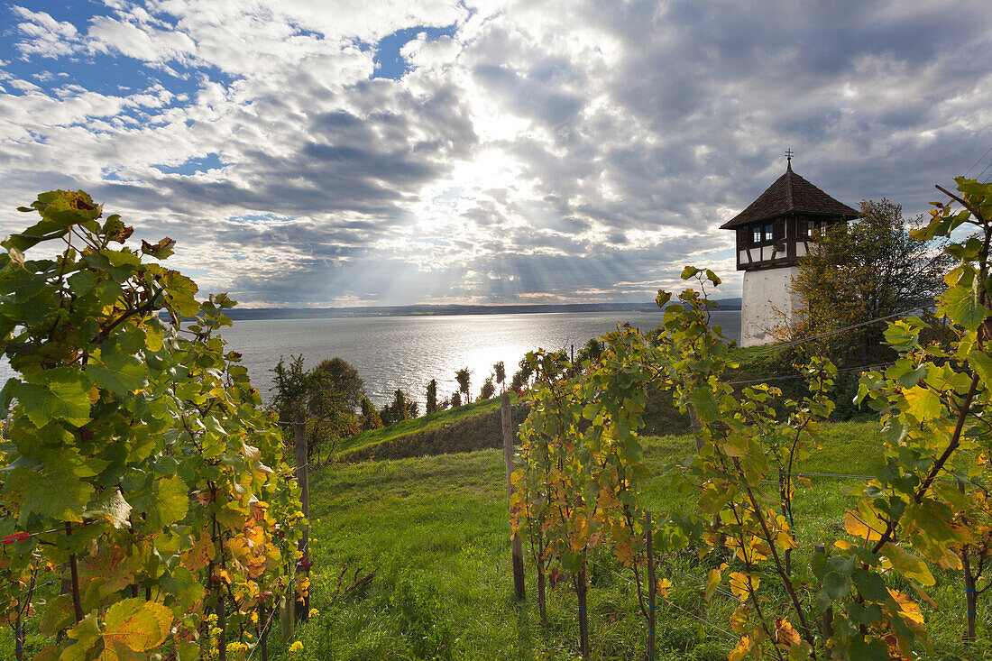 Vineyard near Meersburg to the lake, Lake Constance, Baden-Wuerttemberg, Germany