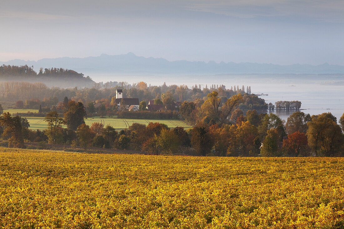 Morning mood at Lake Constance, view over a vineyard near Meersburg to the range of the Alps, Lake Constance, Baden-Wuerttemberg, Germany