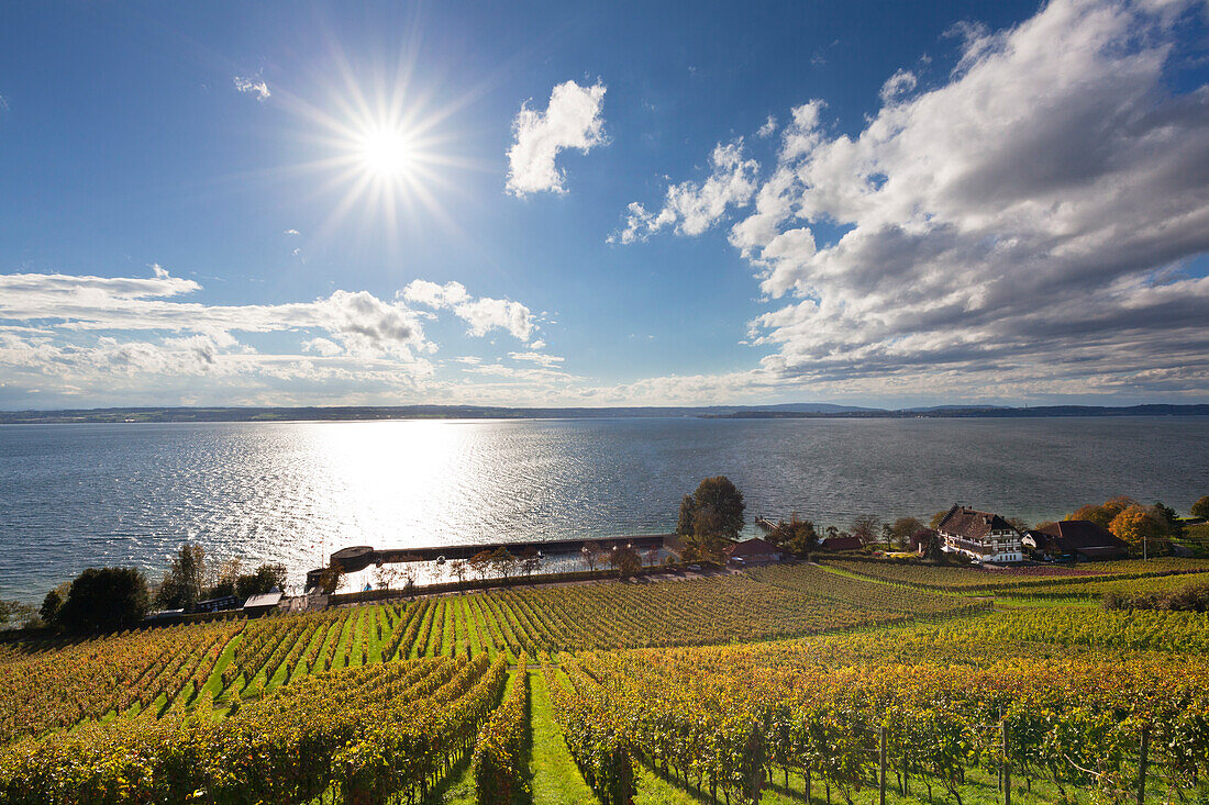 View over a vineyard near Meersburg to the lake, Lake Constance, Baden-Wuerttemberg, Germany