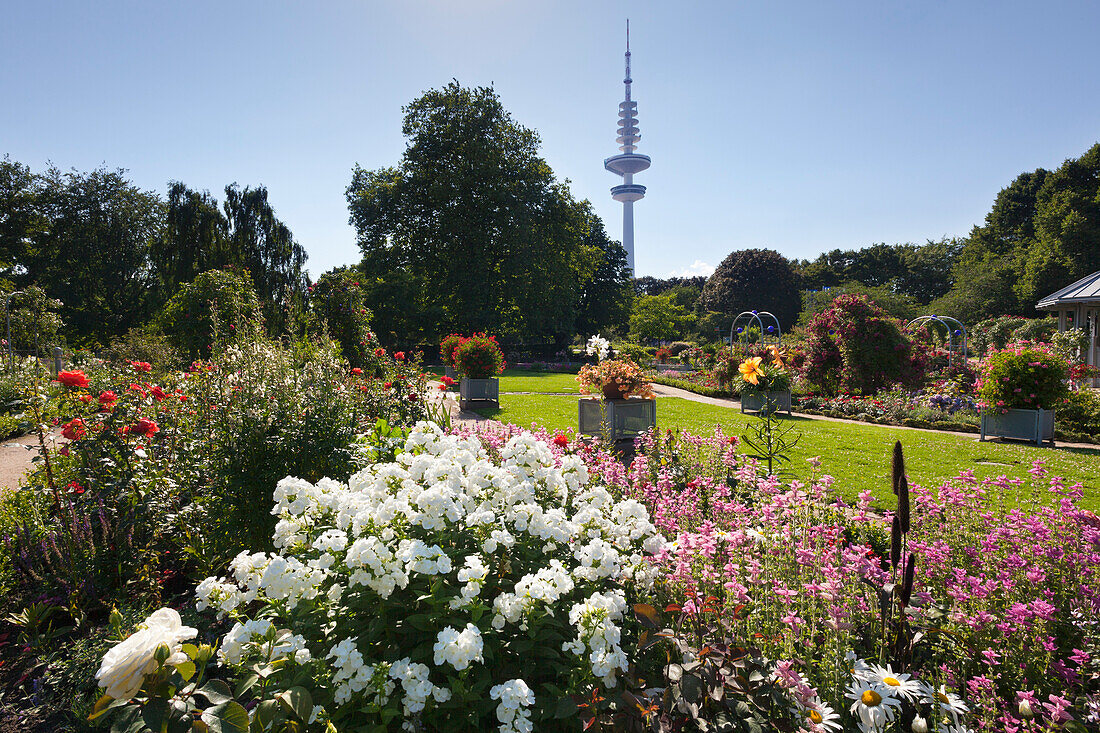 Rose garden with the television tower in the background, Planten un Blomen, Hamburg, Germany