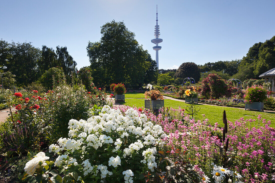 Rosengarten, Fernsehturm im Hintergrund, Planten un Blomen, Hamburg, Deutschland